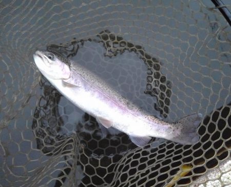 大安トラウトレイク 釣果